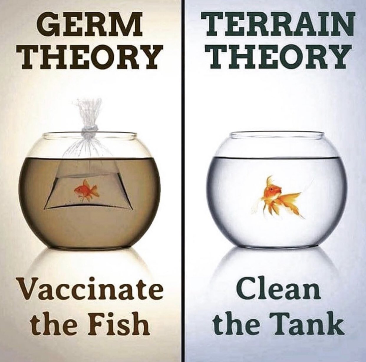 Germ theory (vaccinate the fish) vs. Terrain theory (clean the tank)